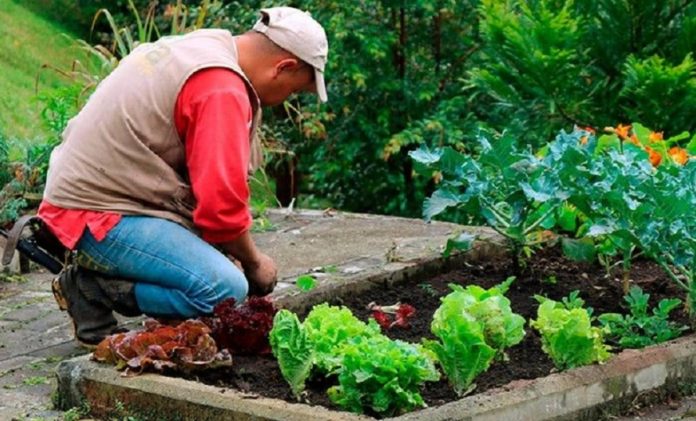 Huerta