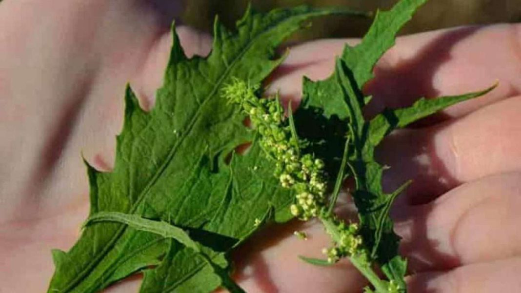 Paico Paico: Historia y beneficios de la planta - Infoagro