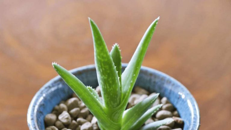 El Aloe Vera, la suculenta más famosa