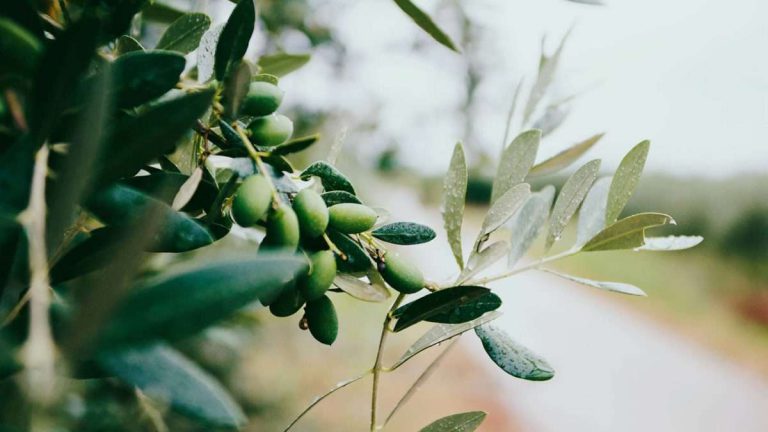 ¿Cuándo y cómo hacer esquejes de olivo?