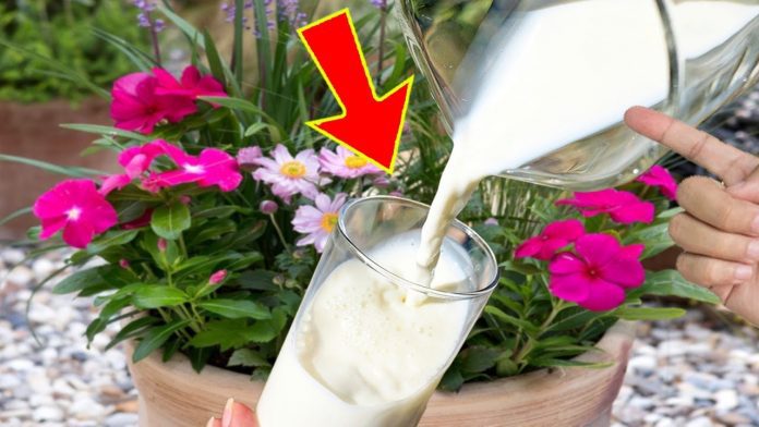 la leche en las plantas 4