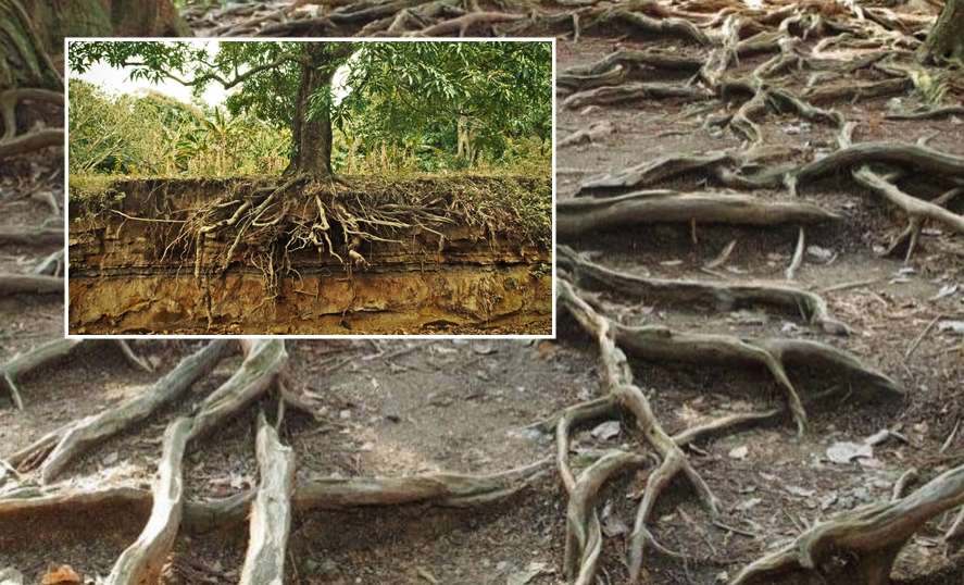 Conoces otros árboles que tengan raíces agresivas? - Infoagro