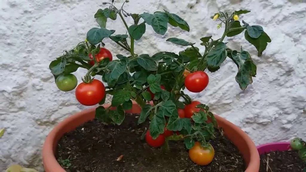 Autor Migración parálisis Cómo optimizar el cultivo de tomates utilizando té de compost - Infoagro