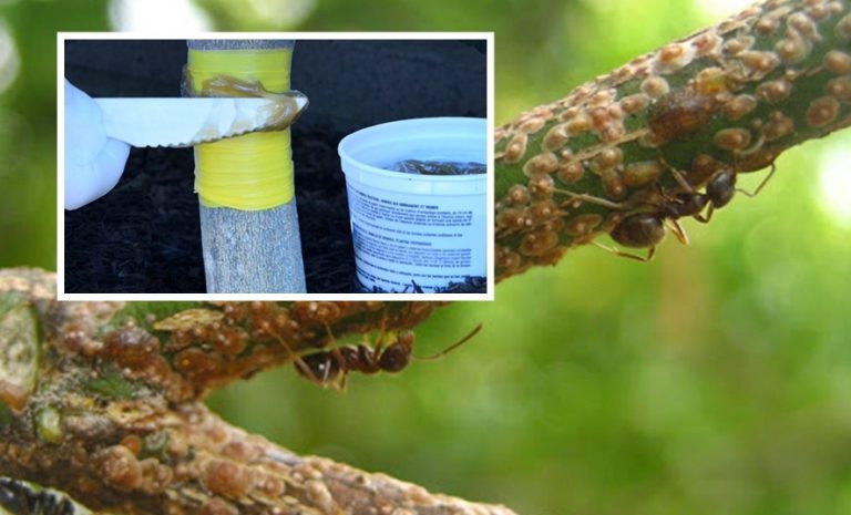 Cómo eliminar hormigas y plagas en árboles cítricos