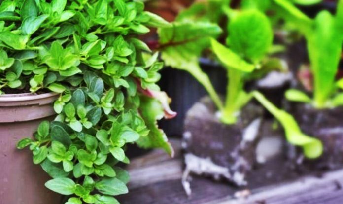 oregano en maceta 2
