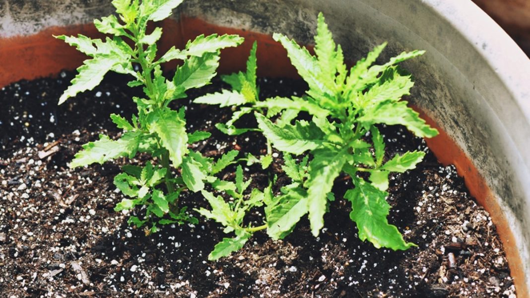 Paico Paico: Historia y beneficios de la planta - Infoagro