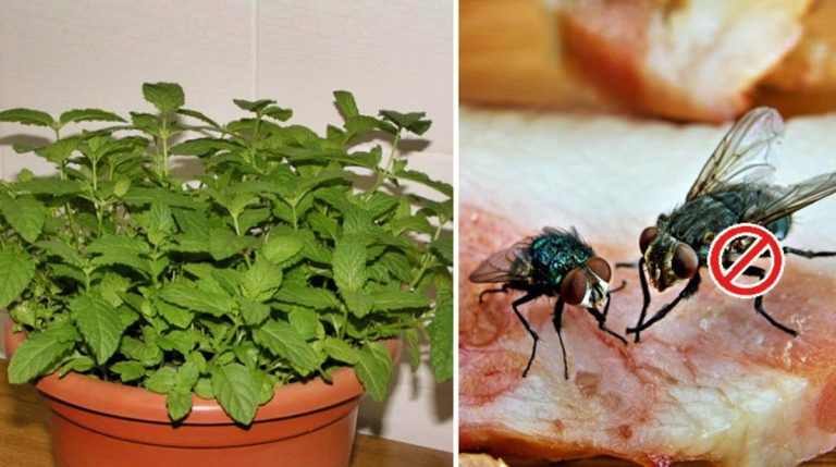 Si tenés estas planta en casa, olvidate de los insectos y plagas