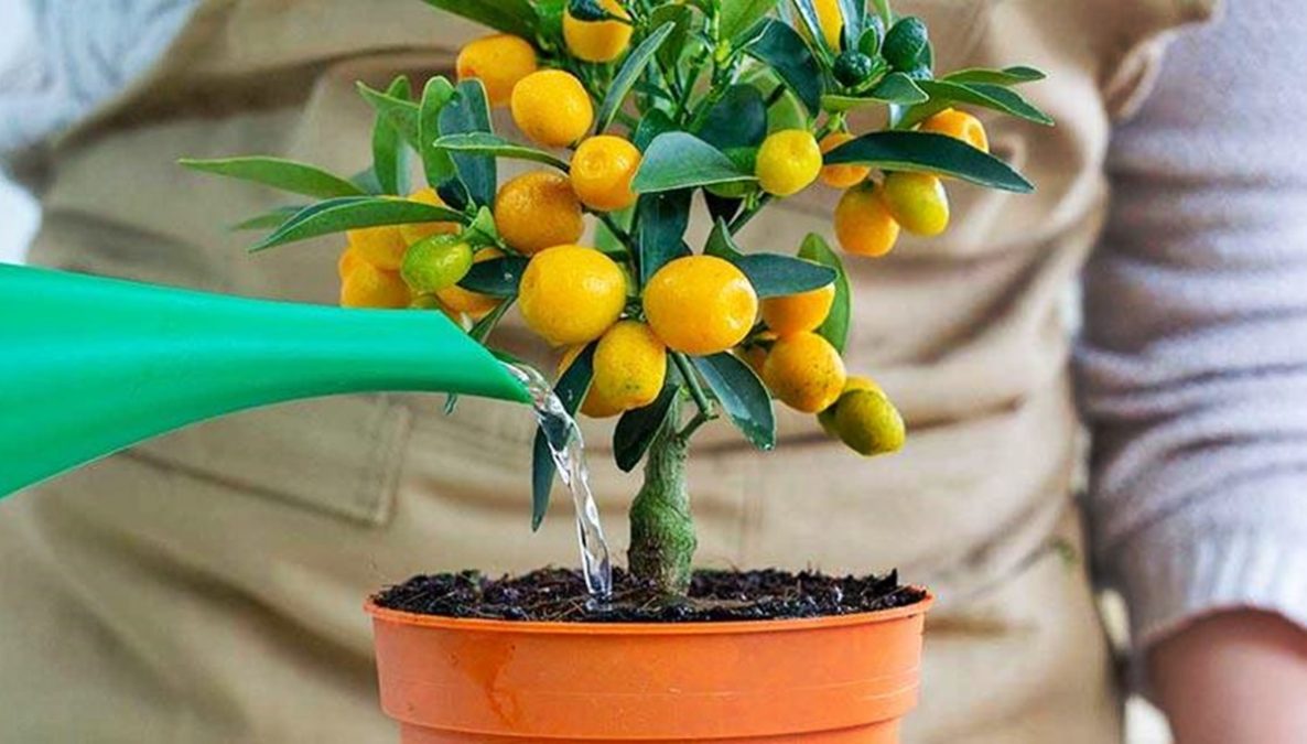 Árboles frutales de poco mantenimiento: los más resistentes - Infoagro