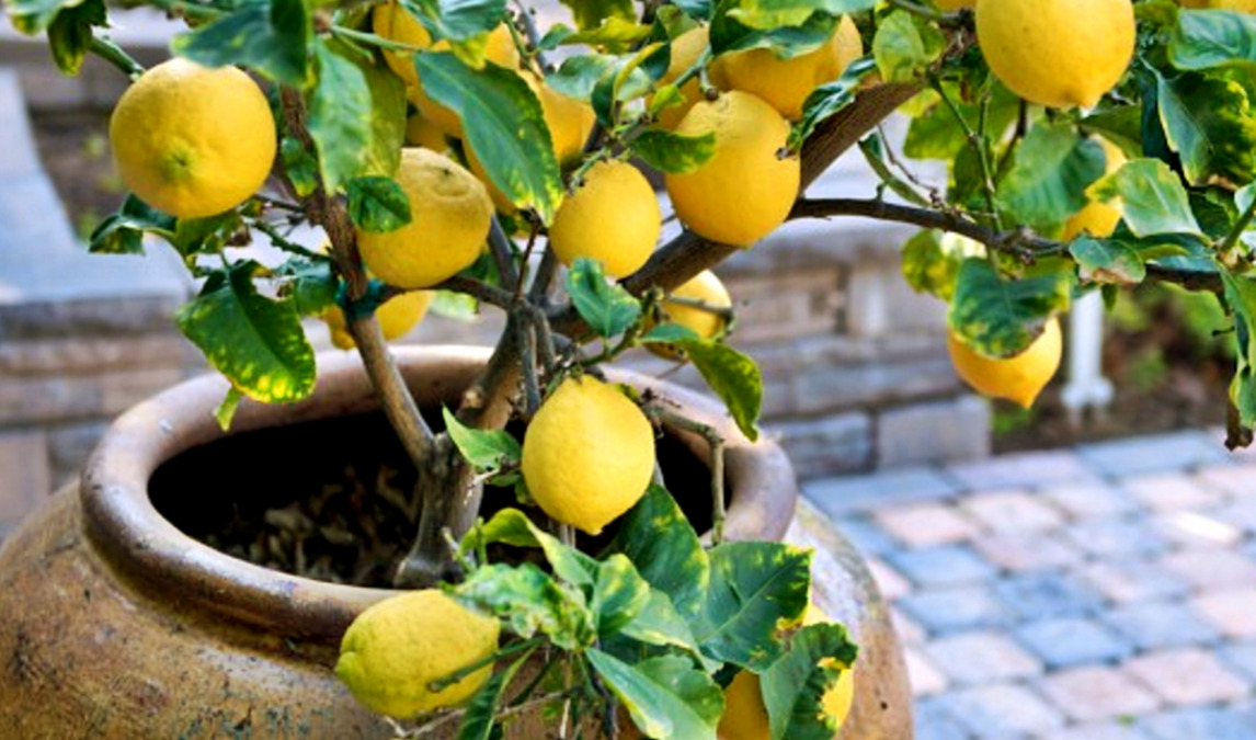 De esta forma podes plantar un limonero en maceta