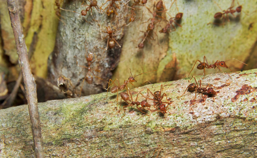 Hormigas efectivas contra las plagas del olivo