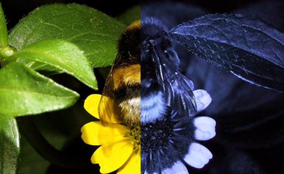 Las abejas ven al mundo ultravioleta