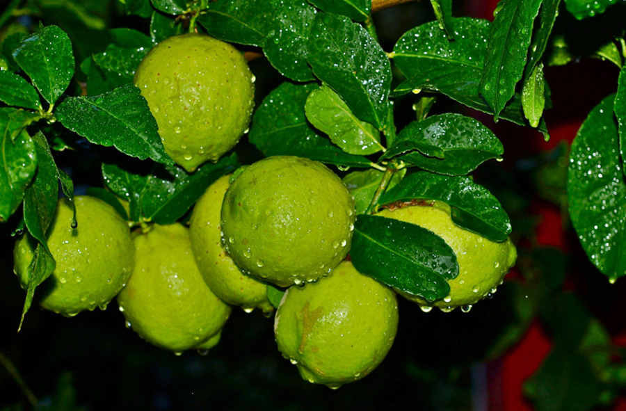 ¿Por qué los limones se mantienen verdes en la planta?