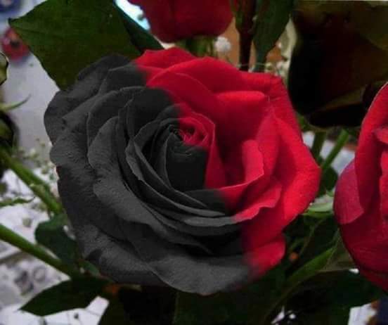 Las rosas negras en el mercado de las flores ¿existen? - Infoagro