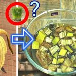 Fertilizante con cascara de banana