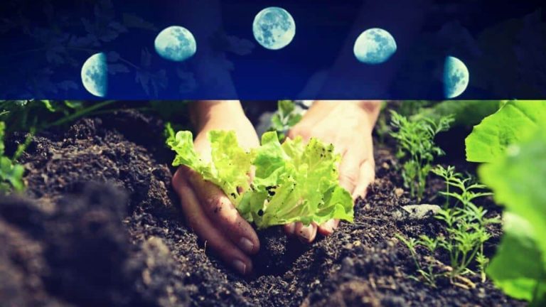Luna llena: ¿Qué podemos sembrar en nuestra huerta bajo su luz?