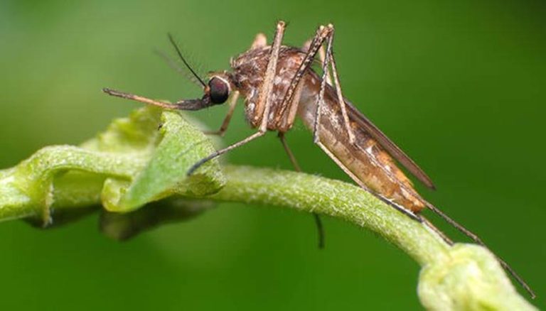 ¿Sabes por qué las plantas atraen a los mosquitos?
