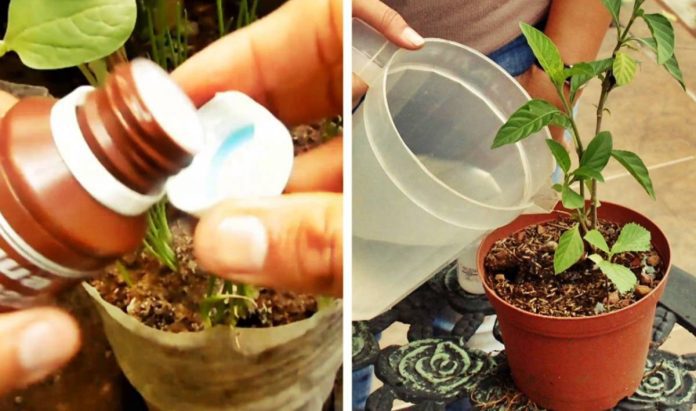 agua oxigenada para las plantas 2