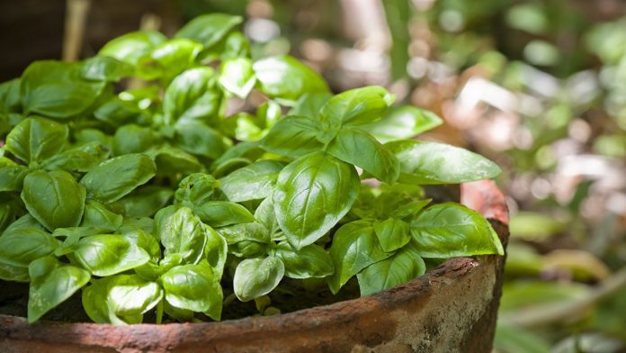 albahaca en maceta a la sombra