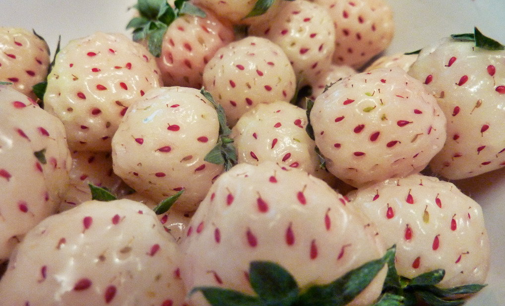 frutillas blancas