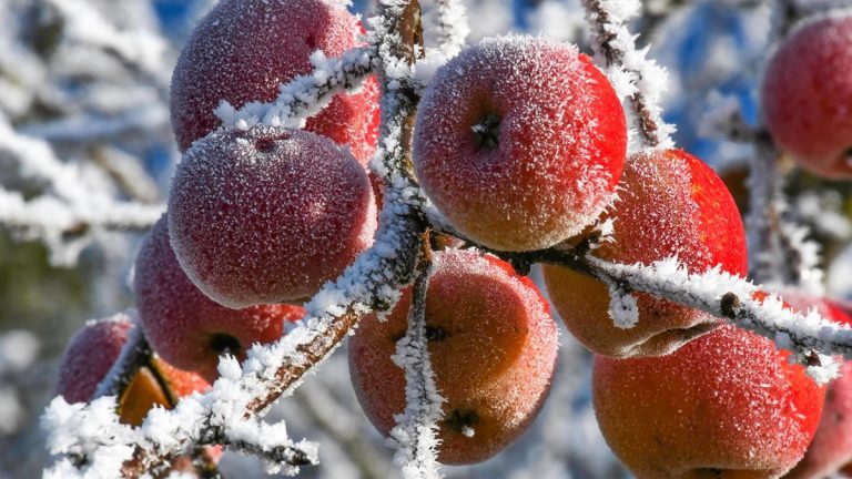 El efecto de las heladas en las frutas