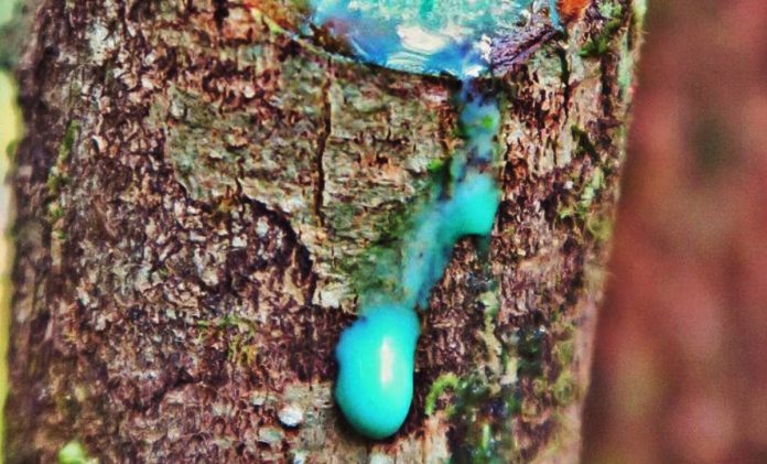 Árbol de savia azul