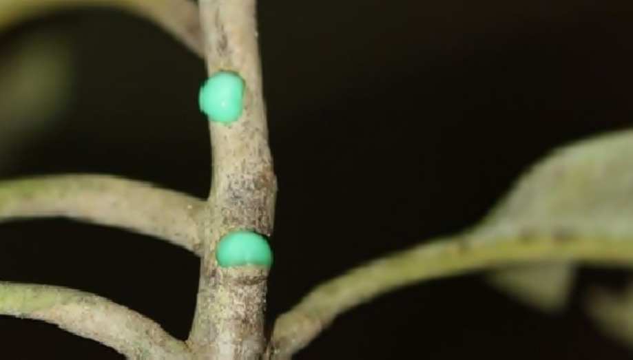 Árbol de savia azul que purifica el suelo de elementos tóxicos - Infoagro