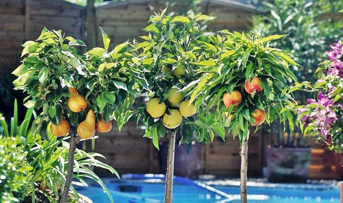 Frutales 1