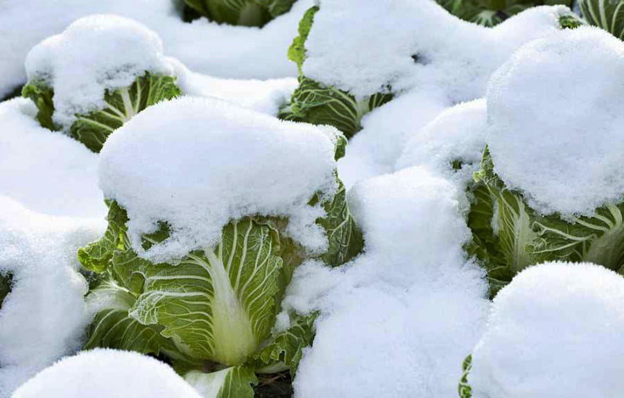 Hierbas y verduras que crecen en la nieve