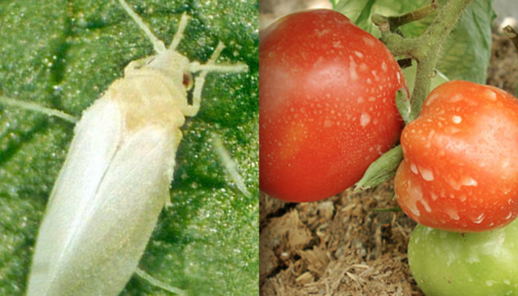 Plagas del tomate: ¿Cómo combatirla de manera ecológica?