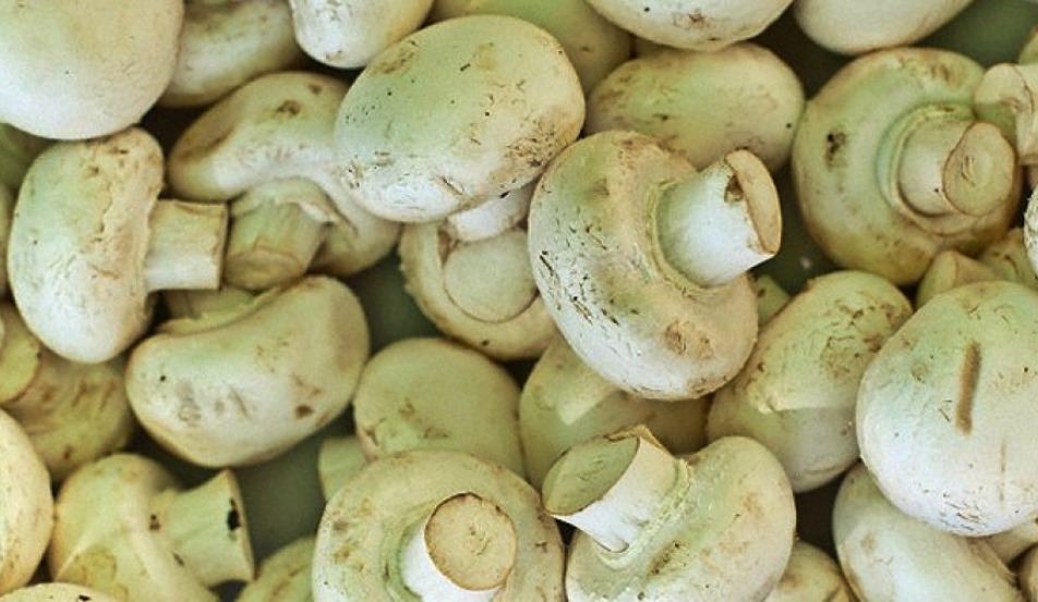 Hongos