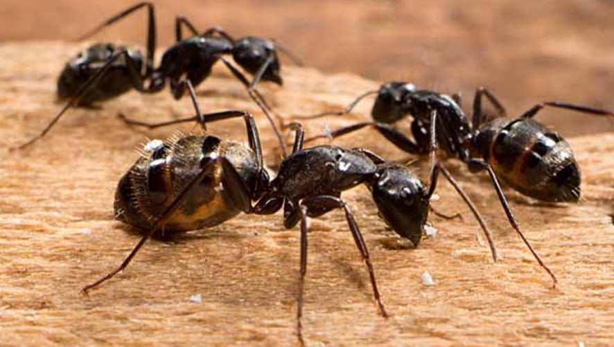 Hormigas contra las plagas del olivo
