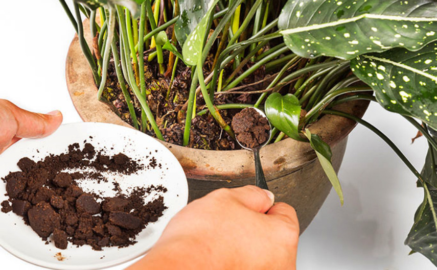 Civil ballet Ver insectos Borra de café: ideal abono para las plantas - Infoagro