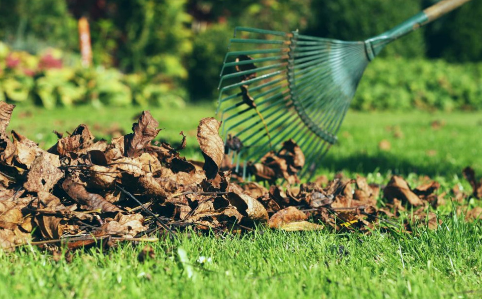 ¿Qué puedes hacer con las hojas caídas? El compost perfecto
