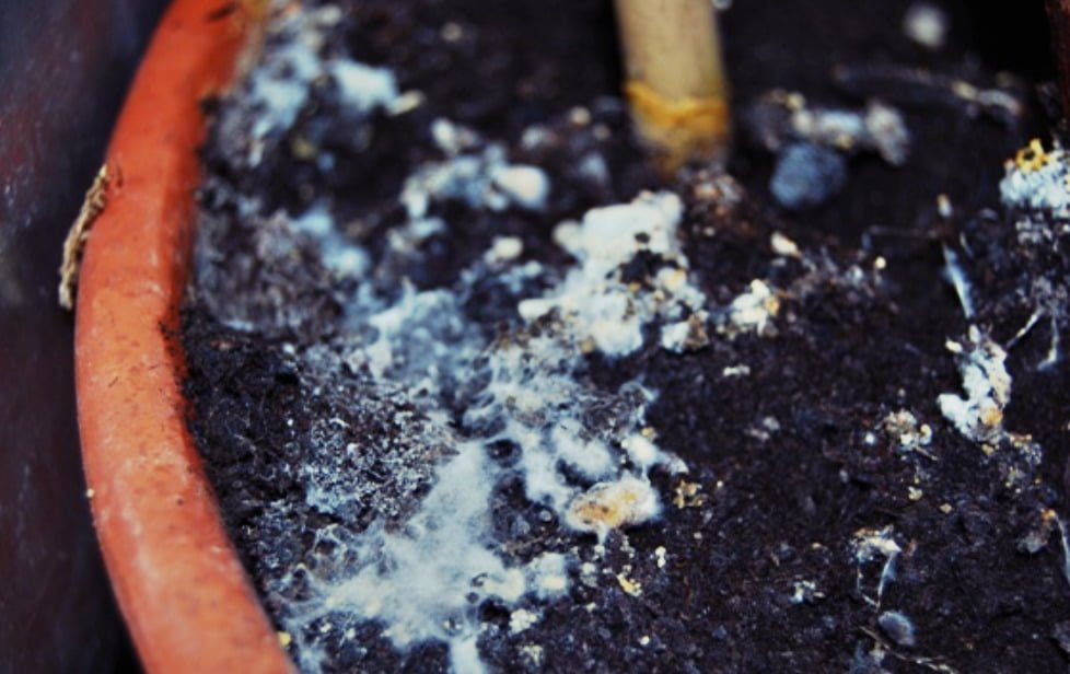 Cómo prevenir el moho blanco en la tierra de las plantas