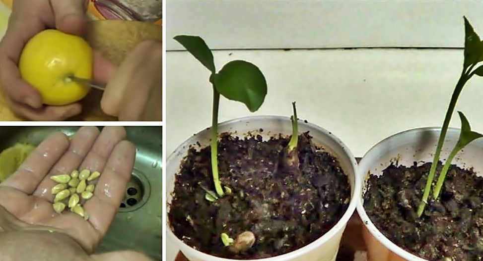 Cómo hacer crecer un árbol de limón en un balde