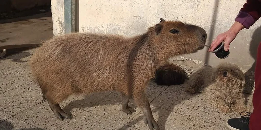 Cómo es tener un carpincho de mascota, lo cuenta un joven desde Formosa -  Infoagro