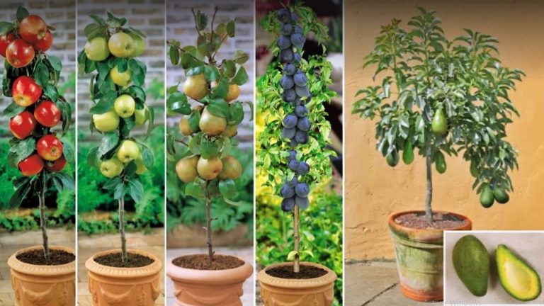 Estas frutas y verduras se pueden cultivar en casa de manera fácil