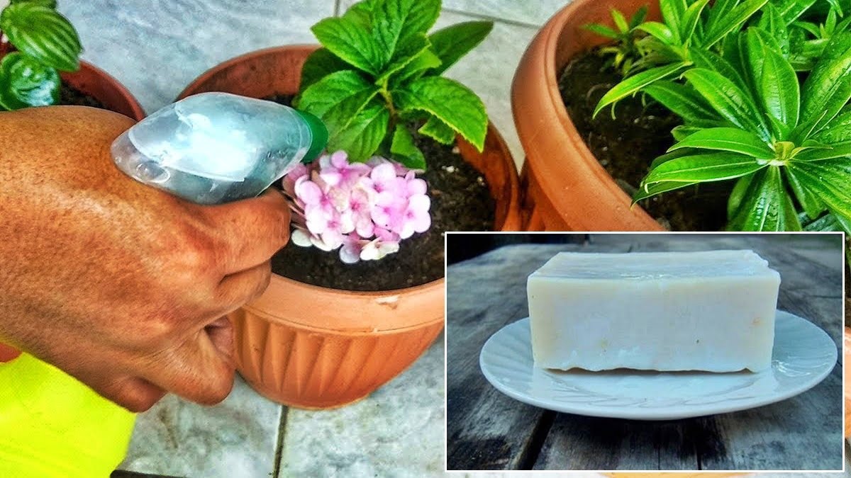 El uso del jabón blanco en pan en la huerta y el jardín - Infoagro