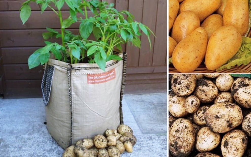 Проращивание картофеля для посадки в домашних условиях. Посадка картофеля. Картофель на грядке. Вырастить картофель в мешке. Посадка картофеля в мешках.
