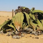 planta Welwitschia 4
