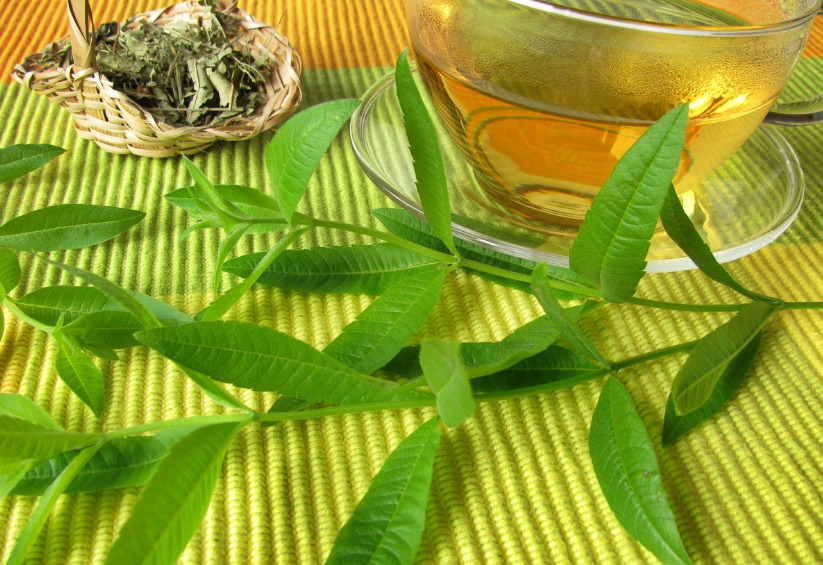 Armada Primitivo Permiso 3 formas claves para preparar el té verde - Infoagro