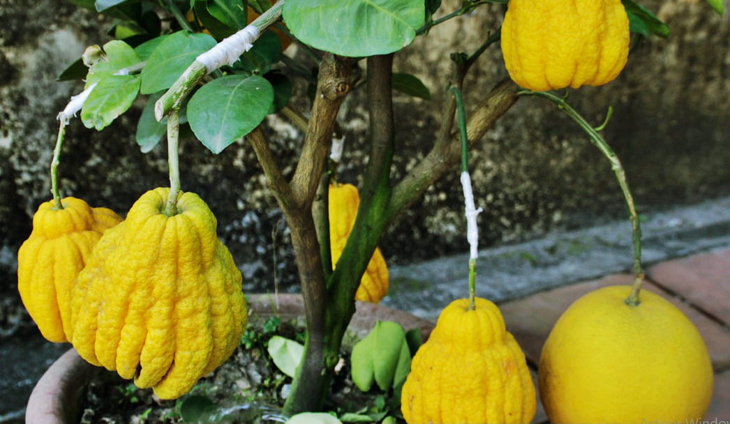 Aprende a cultivar el limonero mano de Buda