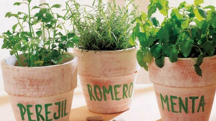 perejil menta y romero