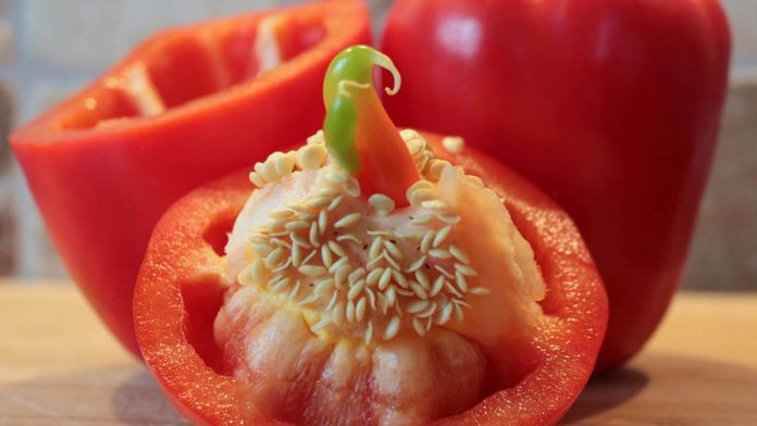 pimiento