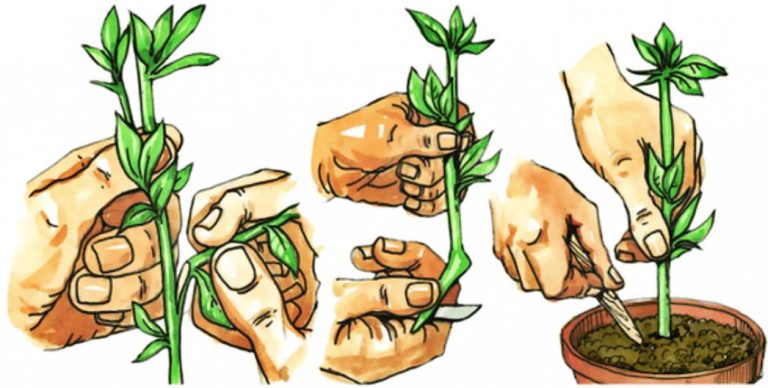 ¿Cómo reproducir tus plantas por esquejes?. Todo lo que Tenes que saber ...