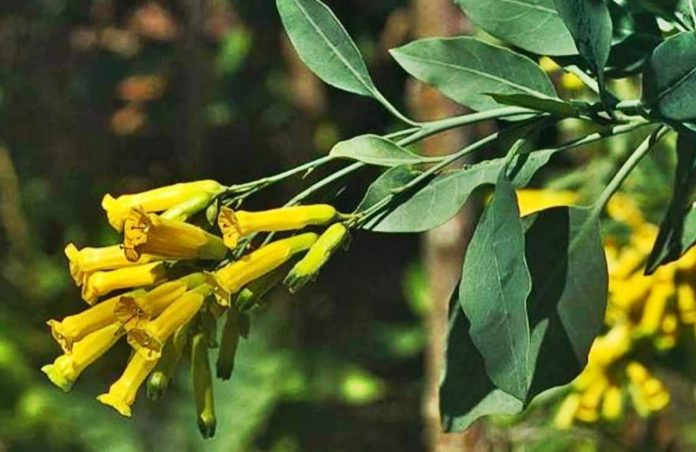Palán Palán w