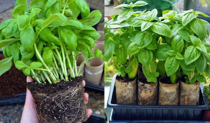 plantines de albahaca