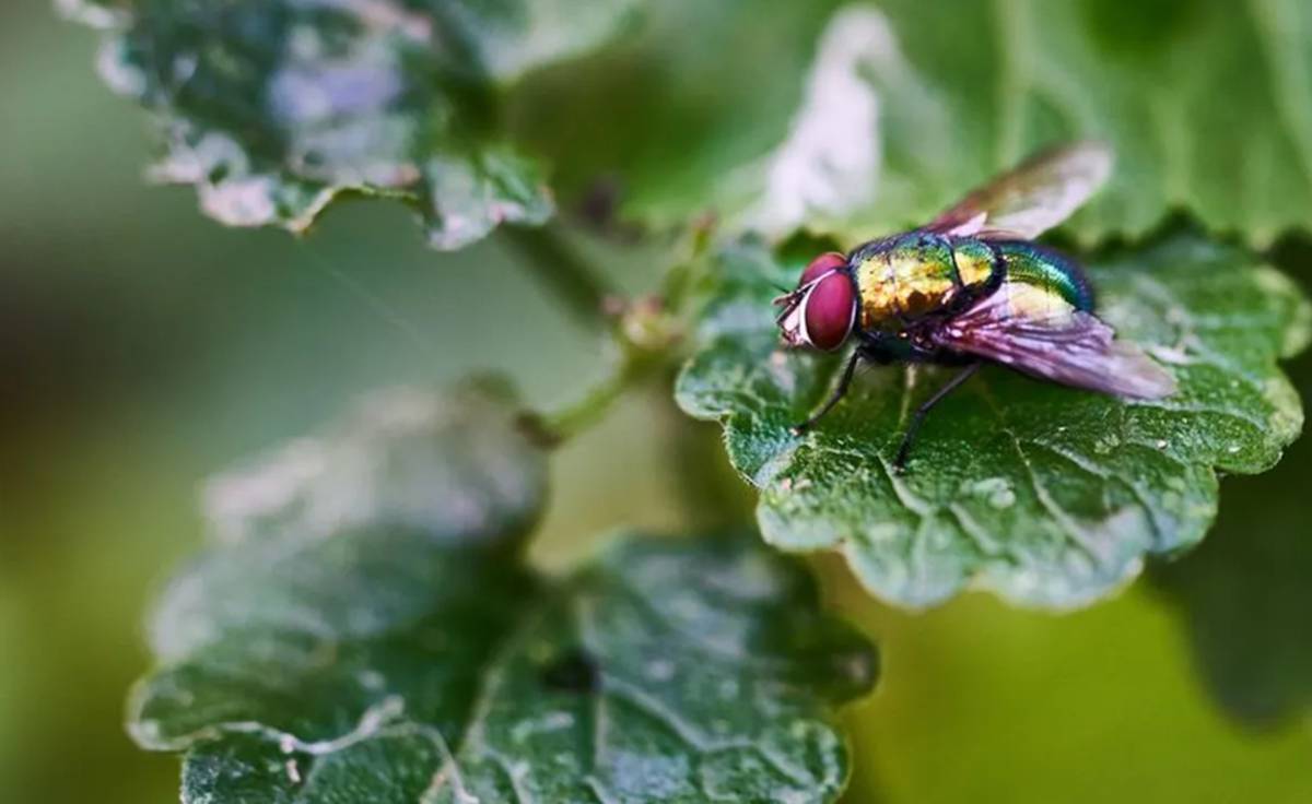 Estas plantas espantarán a las moscas de tu casa - Infoagro