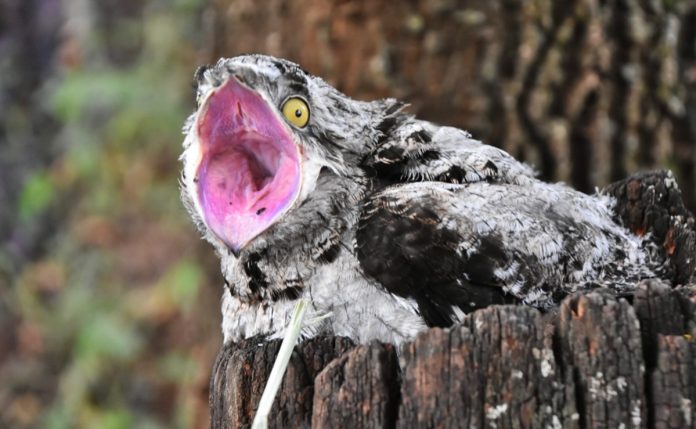 Pajaro Fantasma argentino 3