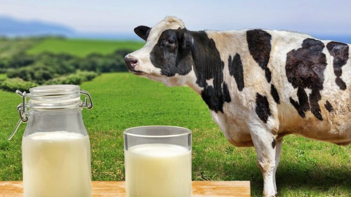 leche de vaca